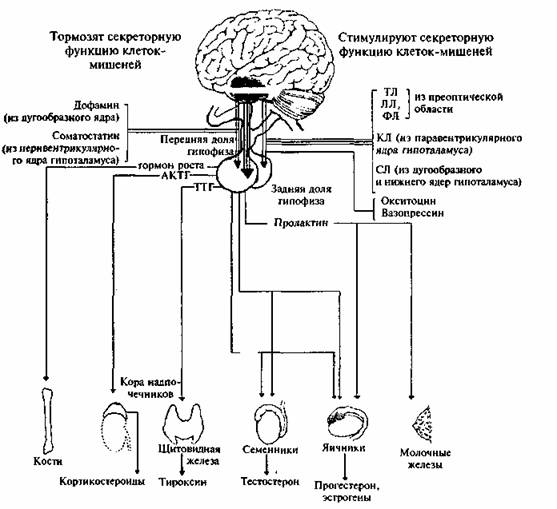 гипоталамо-гипофизарная система