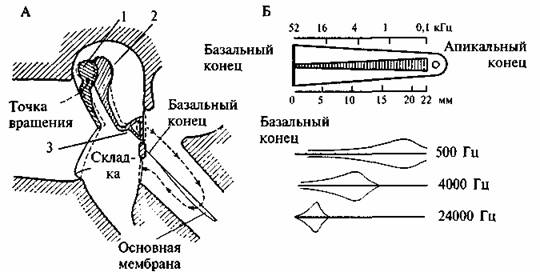 Слуховой Аппарат Строение